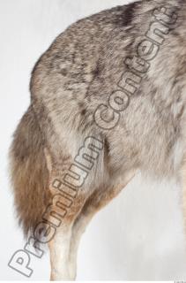 Wolf leg photo reference 0007